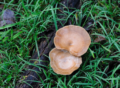 Fungi - after more overnight rain.
