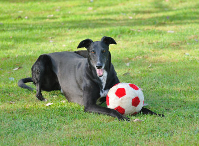 Ace - Anyone for a game of Soccer?