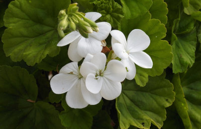 White Geranium/Pelagonium 