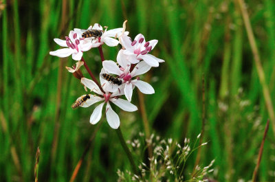 Milkmaid - wildflower - with Hoverflies