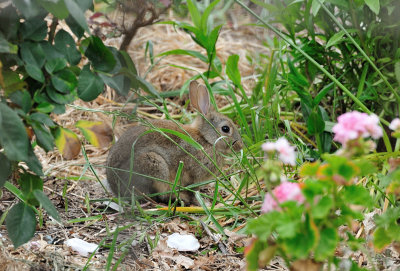 Young rabbit in the front garden.