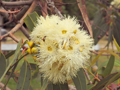 Eucalypt blossom - don't know the variety.