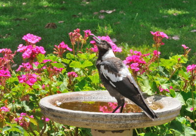 Juvenile Magpie - one of two youngsters in our local Magpie family