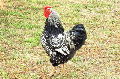 A friend's Rooster 