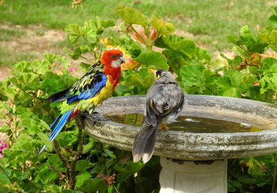 Eastern Rosella and Noisy Miner 