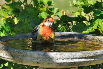 Eastern Rosella taking an evening bath.