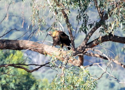 Adult Wedge Tailed Eagle 