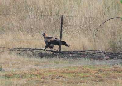 Adult Wedge-tailed Eagle - probably after rabbits.