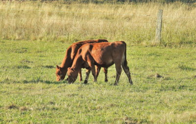 Two of our calves - late afternoon after a very hot day.