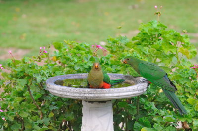 Juvenile King Parrots - through the window