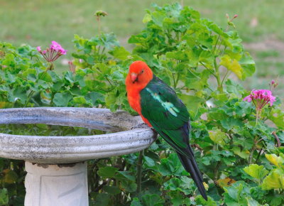 Adult male King Parrot