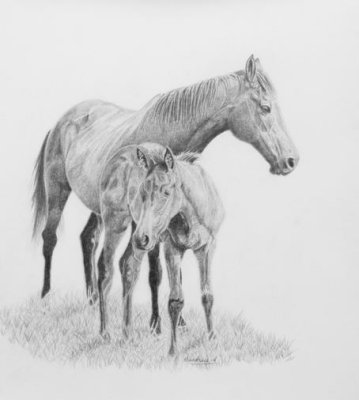 Thoroughbred mare and foal - graphite pencil on Arches Aquarelle paper