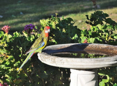 Juvenile Eastern Rosella 