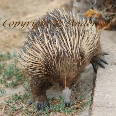 Echidna - What's this?