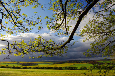 Leaning branch.