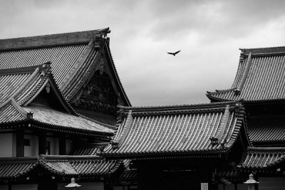 Crow & temple, Kyoto