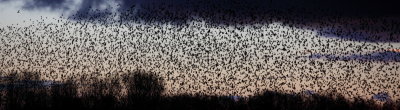 starlings