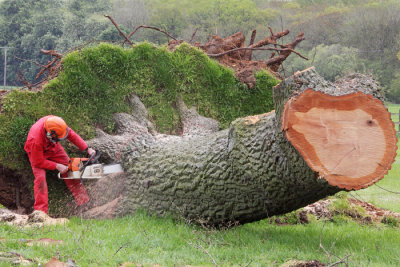 Mick, Boward Tree Surgey, Storm Blown Oak