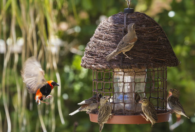 BusyFeedingTray (2168)