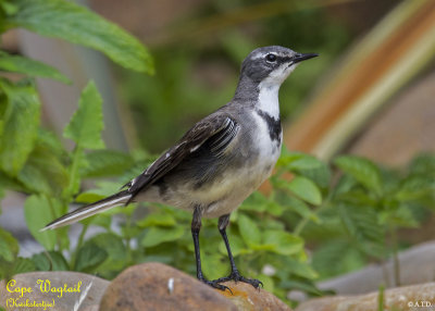 Cape Wagtail (3266)