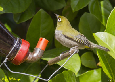 Cape White-Eye (3278)