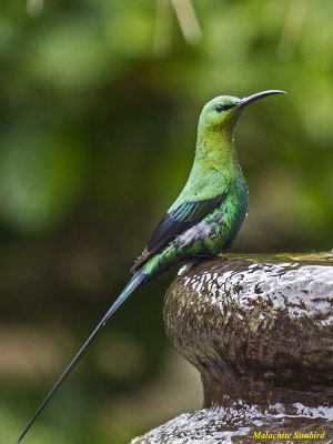 Malachite Sunbird (3055)