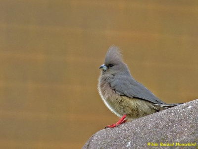 White Backed Mousebird (3064) 