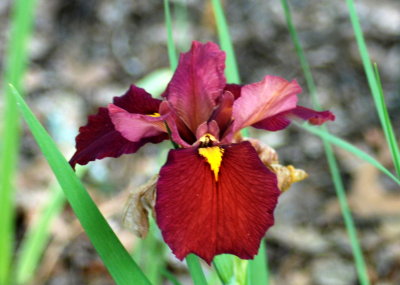 Seminole iris