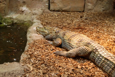 crocodile at the zoo