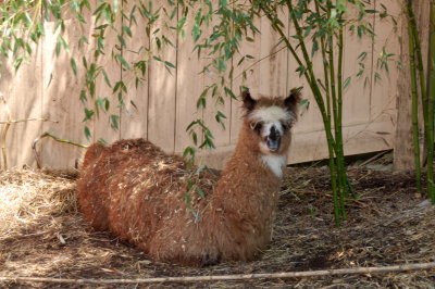 emu