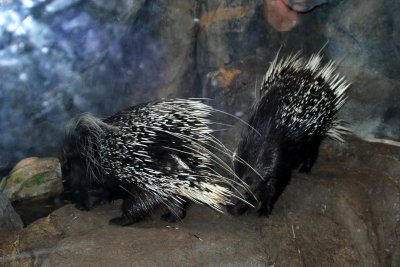 Big porcupines