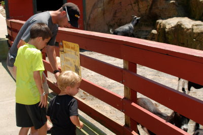 feeding the goats