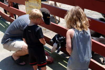 Feeding the goats