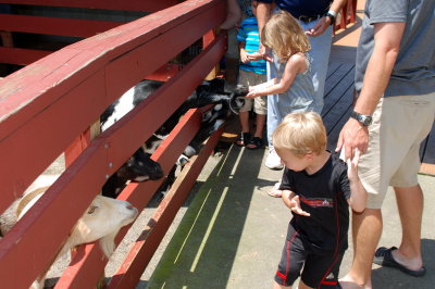 Feeding the goats