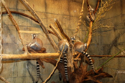 lemurs???