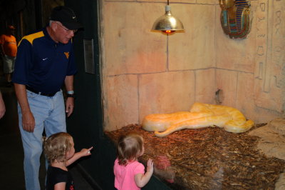 Big, big snake!