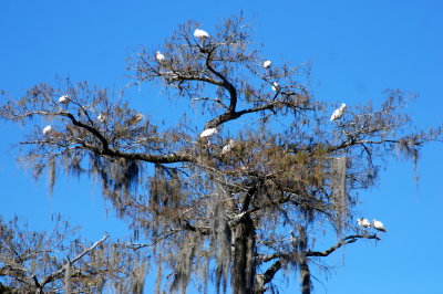 bird haven