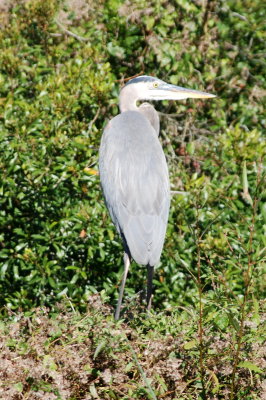 blue heron