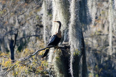 female anhinga