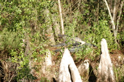 first gator we saw (but we saw many more throughout the boat ride)