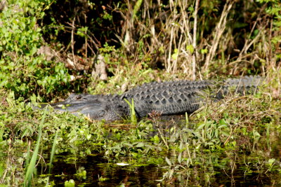 Another gator watching us