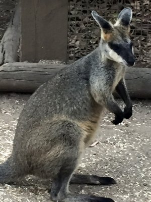 Gray Kangaroo