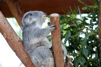 another koala