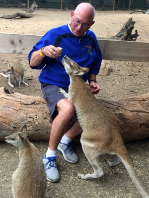 Mike feeding wallabies