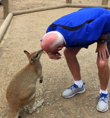 Mike thinks the wallaby likes to take a snack like Babe