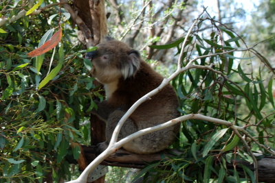I actually caught one koala moving and eating