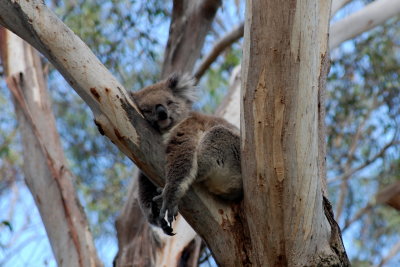 First stop on Phillip Island...a koala preserve