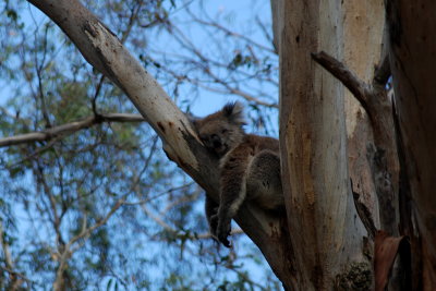 It was nice to see koalas in their natural setting, but they do sleep quite a bit