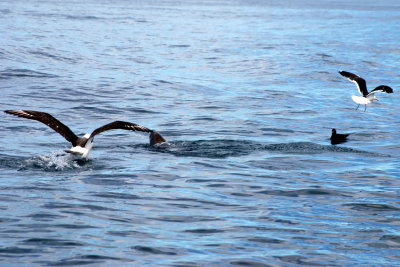 A seal and some albatrosses playing