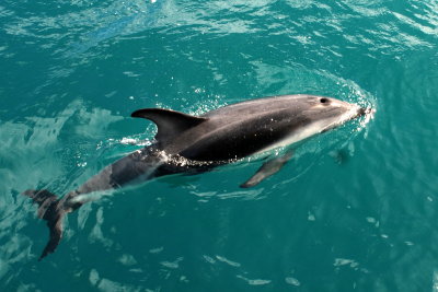 dusky dophin close up